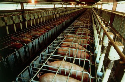 how many pigs are stored in warehouses in factory farms
